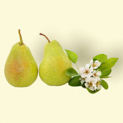 English Pear & Freesia Fragrance Oil