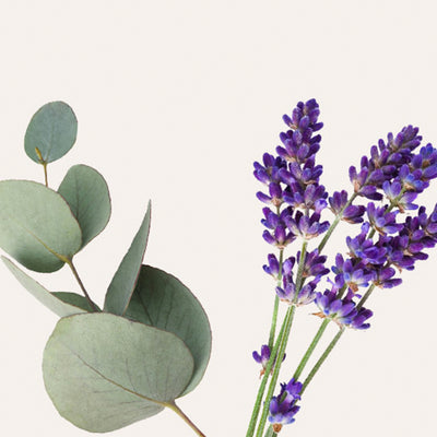Lavender & Eucalyptus Fragrance Oil